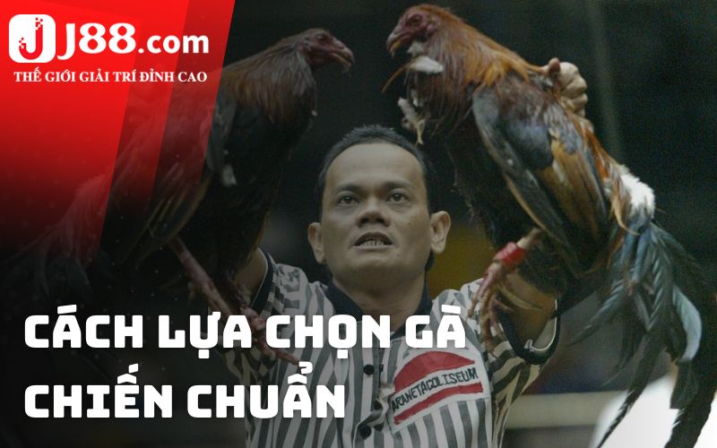 Cách lựa chọn gà chiến chuẩn