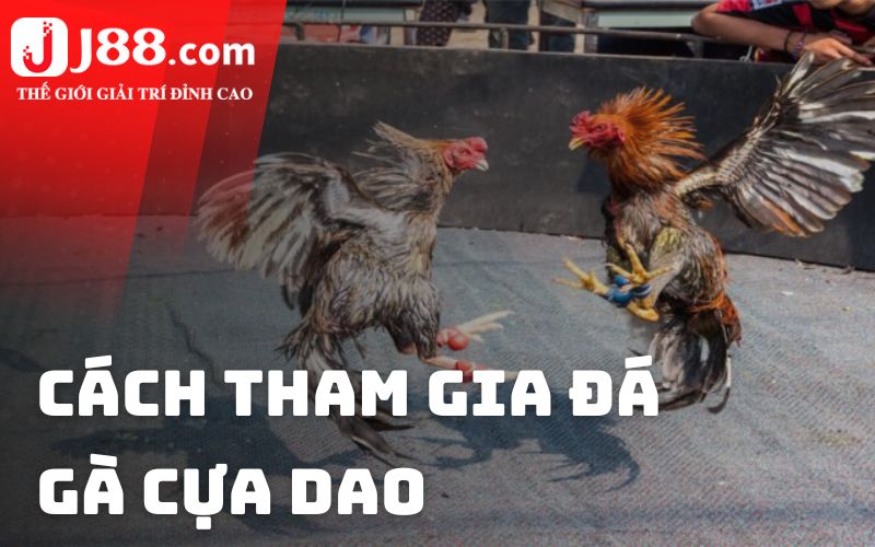 Cách tham gia đá gà cựa dao