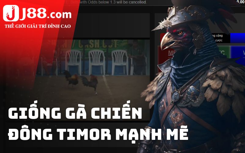 Giống gà chiến Đông Timor mạnh mẽ