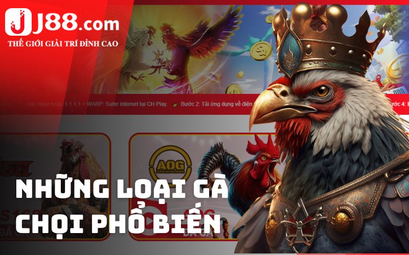 Những loại gà chọi phổ biến