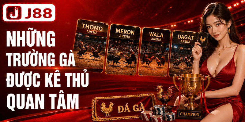 Những trường gà đấu được kê thủ quan tâm