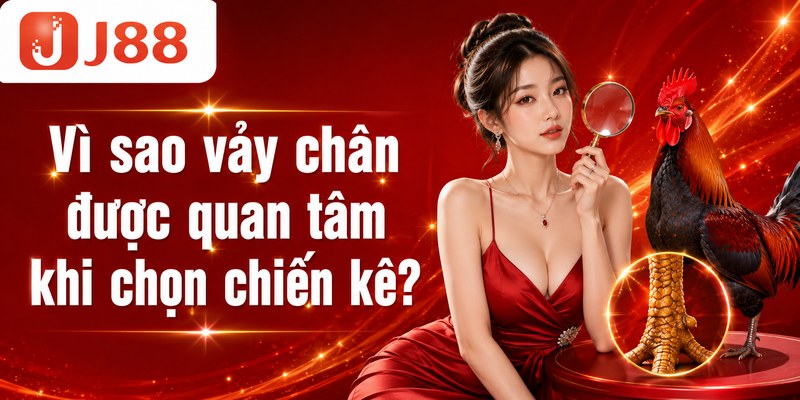 Vì sao vảy chân được quan tâm khi chọn chiến kê?